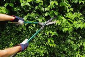 Pruning-Cutting