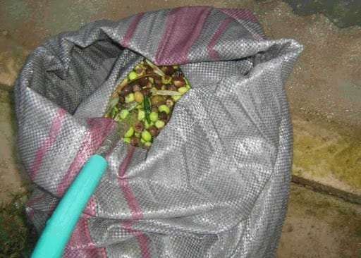 Olive Harvesting Bags